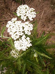  [photo, White Yarrow (Achillea millefolium), Glen Burnie, Maryland]