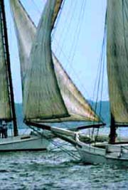 [photo, Skipjacks under sail]