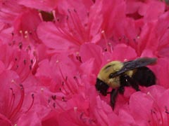 [photo, Bumblebee on azaleas, Glen Burnie, Maryland]