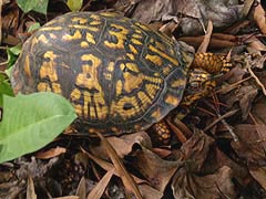 [photo, Eastern Box Turtle (Terrapene carolina), Glen Burnie, Maryland]