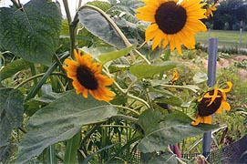  [photo, Sunflowers at Kinder Farm Park, 1001 Kinder Farm Park Road, Millersville, Maryland]
