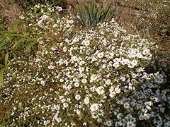  [photo, Wild daisies, Glen Burnie, Maryland]