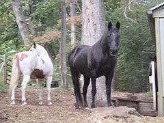 [photo, Horses, Glen Burnie, Maryland]