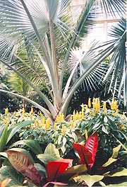  [photo, Palms, Howard P. Rawlings Conservatory & Botanic Gardens, Druid Hill Park, 3100 Swan Drive, Baltimore, Maryland]