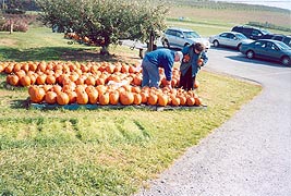 [photo, Pumpkins, Frederick County Fair, Frederick, Maryland]