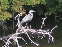 [photo, Great Blue Heron, College Creek, Annapolis, Maryland]